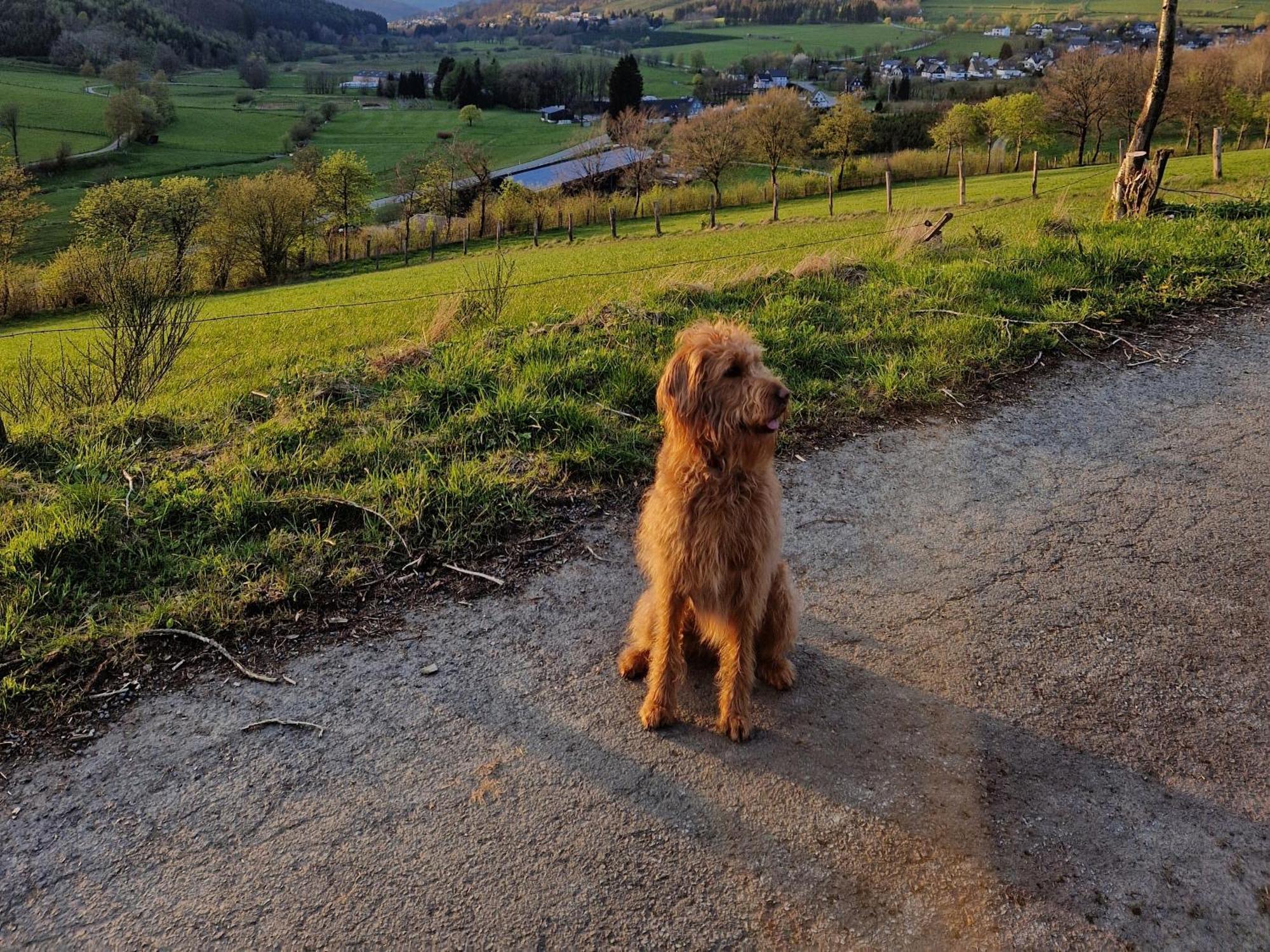 Ferienwohnung Fuchsbau Mit Kamin & Terrasse & Hunde Winterberg Buitenkant foto